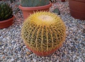 Cactus E.Grosoni